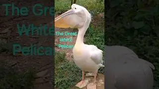 The Great White Pelican #pelicans #birds #birdbeauty