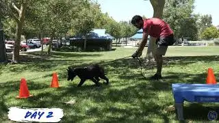 Jax Progress Video/ Epic Dog Academy