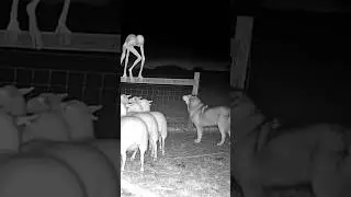 You won&rsquo;t believe what the camera caught tonight&hellip;#NightFootage #CaughtOnCamera #Ai #CCTV #Viral #SCP