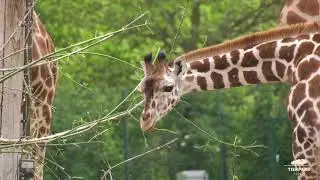 Giraffe Ella im Tierpark Berlin - Seven-month-old Giraffe at Tierpark Berlin