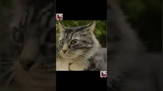 Pet Hilarity in a Snap! | Funny Pets Shorts #funnypets #petcomedy #catsanddogs #hilariouspets