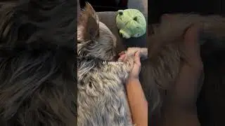 Furbaby joy: life's challenges melt away #dog #dogs #fok #dogtherapy