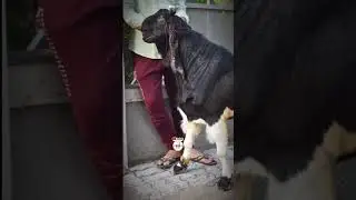 WAIT FOR IT 🔥73501 57886 #bakra #bakraeid  #viral  #trending  #short #animals #shorts #foryou