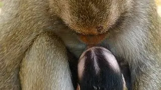 Dee Dee Monkey Scared Maria | Dee Dee Run Away With Baby | Dee Dee Love Baby | Monkey Crying