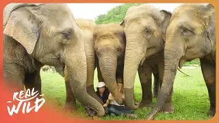 Elephant Whisperer: Meet The Woman Who Became an Enemy of the State for Elephants