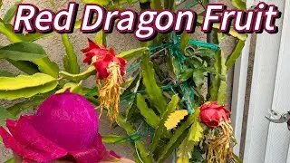 Red Dragon Fruits, from flowers, hand pollination to harvest and tasting! 🇺🇸 #garden #nature #fruit