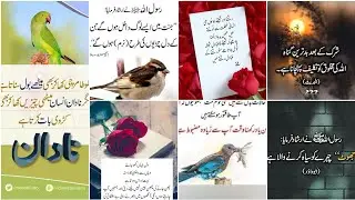 New Muslim Poetry in Urdu | Islamic About Quotes | Beautiful Islamic Urdu Shairi words🥰😍