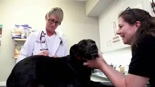 Pond Point Animal Hospital - Short | Milford, CT