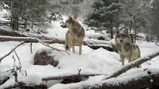 #CMZooZen in Wolf Woods