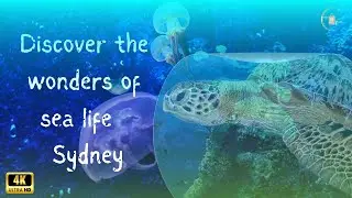 Darling Harbour Sea Life Sydney - Australia