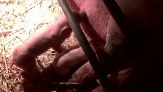 The Farm Movie