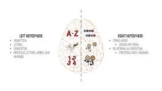 Functions of the Brain Infographic