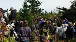 NH audibon raptor release - red tail hawk - 9/23/18
