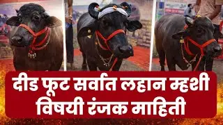 सर्वात लहान फक्त दीड फूट उंचीच्या म्हशीविषयीची रंजक माहिती | agriculture latest news Marathi
