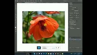 How to make a Abutilon line art Flower Design with Illustrator
