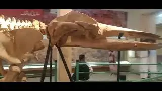 Whale Skeleton at Pakistan Museum of Natural History