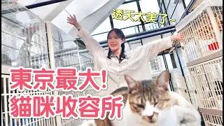 東京貓咪收容所(上)最美最大的ㄎㄧㄤ貓聚集地！｜傲嬌爸的養貓日常