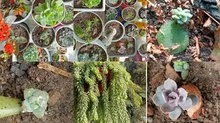 Sunday Succulent Tour/ Succulent Care and Propagation🌵/Hardy Succulents for Beginners🌵😍 #youtube