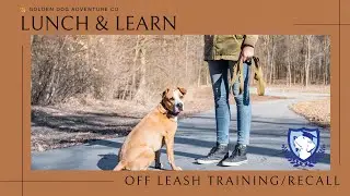 Off Leash Training and Recall