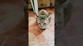rb cat in teal life
