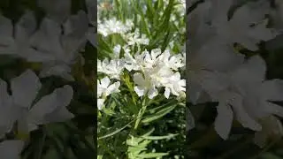 Oleandr  #nerium  #oleander #beautifulplants