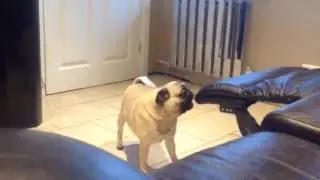 Pug having a tantrum