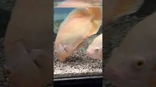 GIANT OSCAR FISH EATING SAND?!
