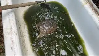 Cleaning the snapping turtle tub/story how I got him