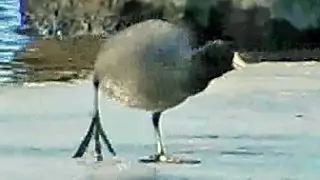 Coot Walking on Ice - January 28, 2016 21