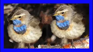 Bluethroat Singing! Bluethroat Calling! - Bluethroat Sound! - Pechiazul Canto - Luscinia Svecica