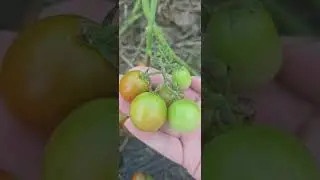 Growing Black Cherry Tomatoes?  Then you need to watch this!