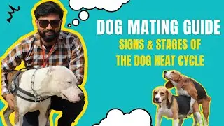 Dog Mating Guide | Signs and Stages of the Dog Heat Cycle | Maaz Veterinary Doctor #dog #doglover