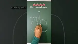 how to draw lungs 🫁 lungs diagram | lungs drawing easy | lungs drawing #shorts #drawingwithsahil