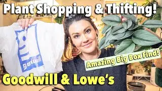 $20 Treubii! Thrifting & Plant Shopping | Goodwill Thrift & Plant Shop With Me | Pot & Plant Haul