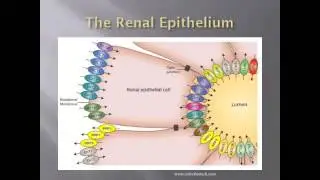 Toxicity of Chloroform - BIOC 3991