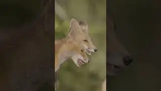 Tilki Yavruları &Ccedil;ekimi | Red Fox