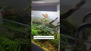 An overview of caring for freshwater shrimp