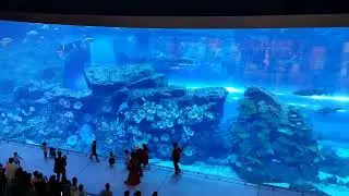 Największe akwarium na świecie- Dubai Mall