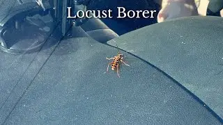 Locust Borer - Informational Video
