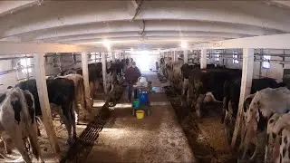 Wednesday Morning Milking - Post Harvest Hair Cut and Some Sad News!