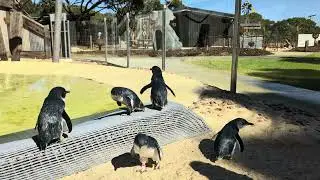 Kangaroo Island, Australia - Kangaroo Island Wildlife Park - Little Penguins