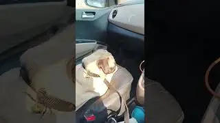 PUG TRAVELLING IN CAR. # ENJOYING RIDE