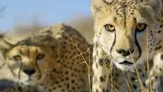 NAMIBIA FILM COMMISSION: Wildlife of  Namibia