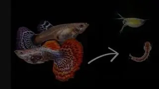 Feeding Live food (mosquito larvae and daphnia) to my fishes