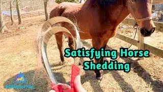 Horse Shedding Winter Coat | Oddly Satisfying De-Shedding | Horse Grooming
