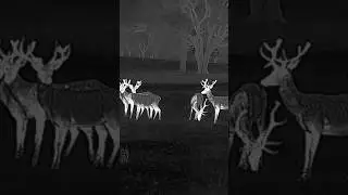 A nice bachelor herd of red deer in velvet.