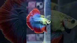 Halfmoon Betta 💯