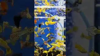 Mercado de Mixihuca (local 9) mayoreo y menudeo peces guppys desde 20pesos