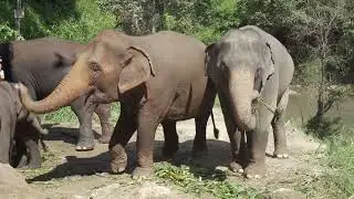 Elephant Facts That Will Blow Your Mind! 😱🐘 #shorts #shortsvideo #animals #wildlife #Fun&FactsTV