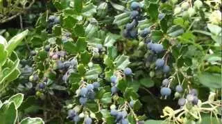 Berberis darwinii - Bl&aacute;broddur -  Bl&aacute; ber - Darwinsbroddur - Broddur - Gar&eth;planta